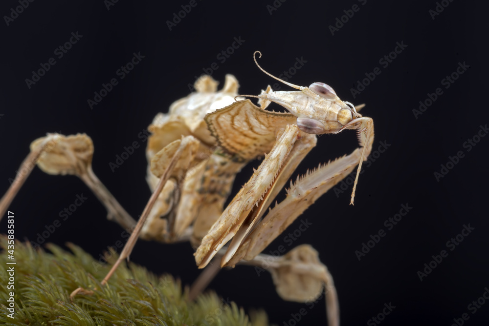 Naklejka premium The devil mantis in black background