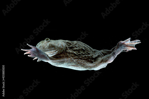 Hippo frog swimming in the water ( Lepidobatrachus-laevis )