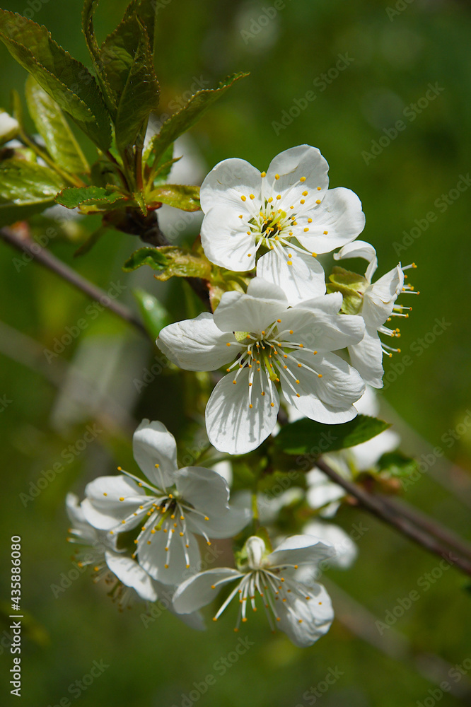 Fototapeta premium Bright cherry tree flowers