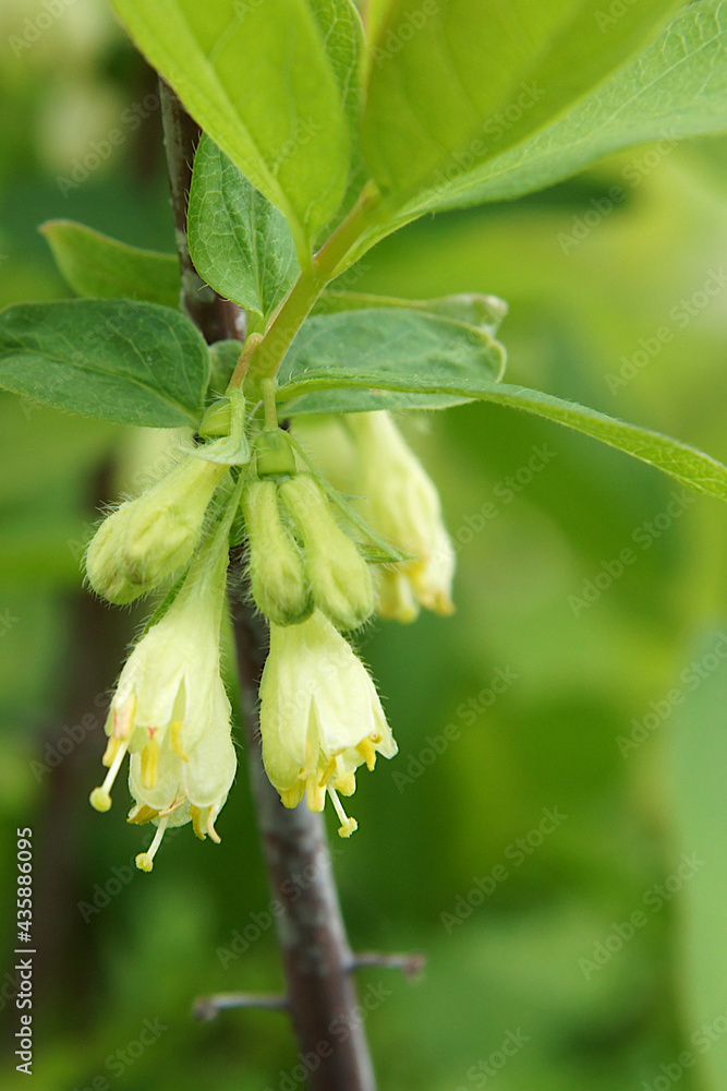 Obraz premium Flowers of Lonicera edulis