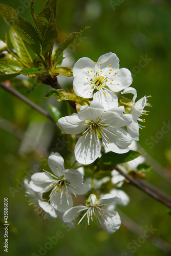 Bright cherry tree flowers