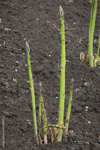 Growing green asparagus shoots