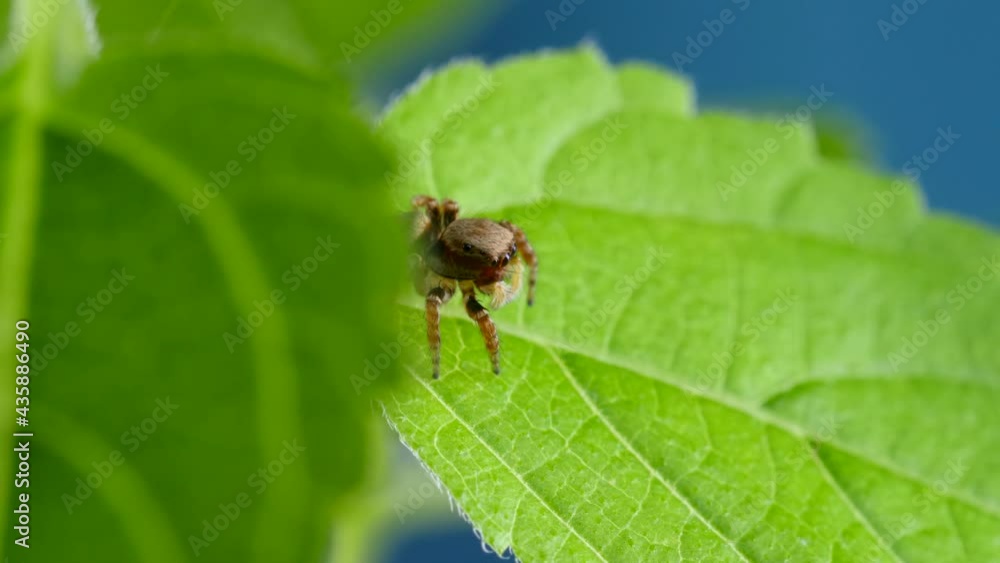 Adorable Hairy Jumping Spider Peeping Out from Green Leaf and Looking Curious. Close Up Macro Detailed of Cute Orange Small Salticidae Spider on Plant in Wild Nature. Little Tiny Animal, Insect. 4k Adorable Hairy Jumping Spider Peeping Out from Green Leaf and Looking Curious. Close Up Macro Detailed of Cute Orange Small Salticidae Spider on Plant in Wild Nature. Little Tiny Animal, Insect. 4k