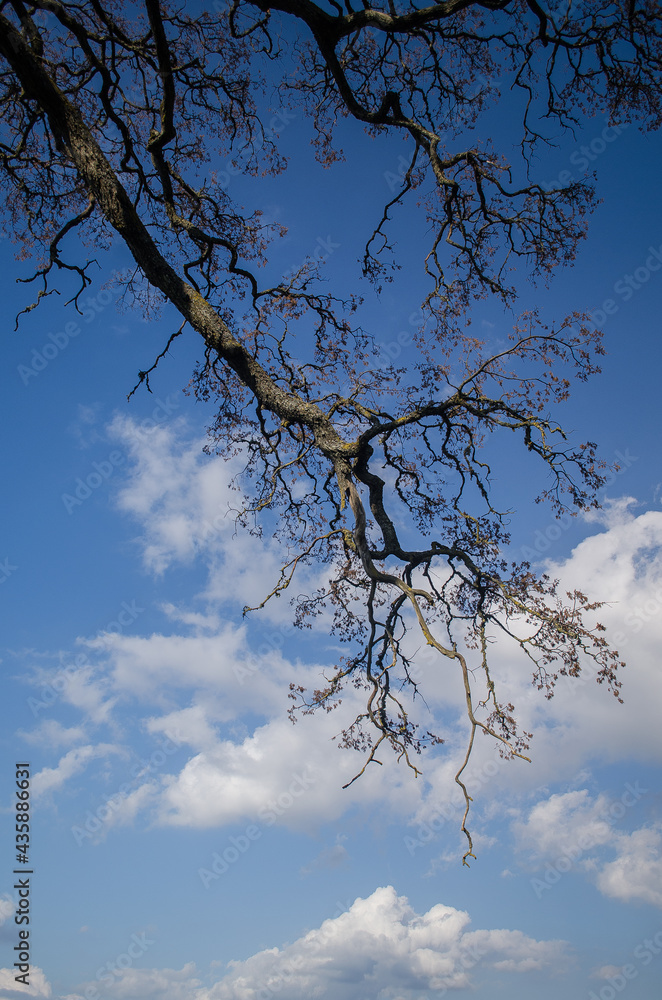 Tree branches and blue sky with clouds. Tree branches and blue sky with clouds.