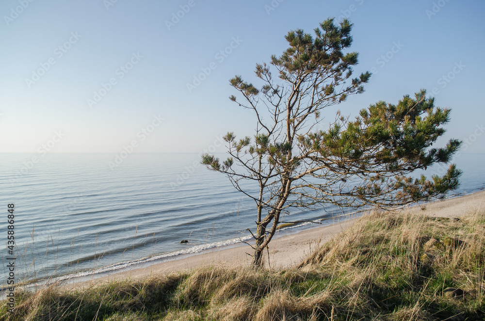 Pine in beach, Labrags, Latvia.