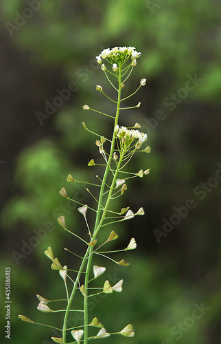 Weed Capsella bursa-pastoris