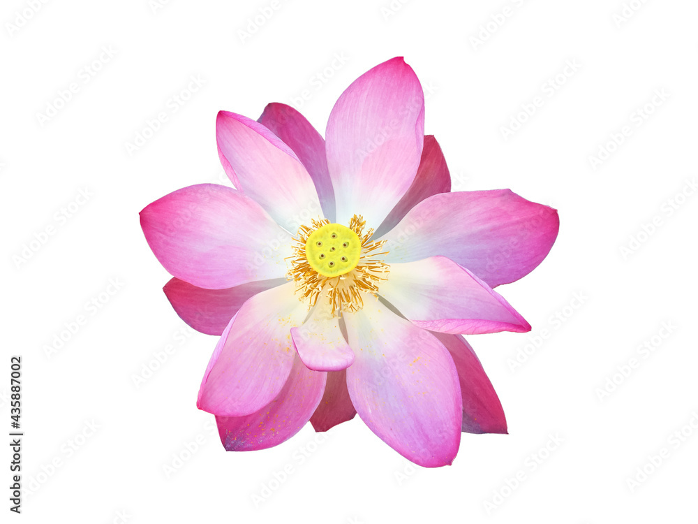 Fototapeta premium Isolated waterlily flower with clipping paths.