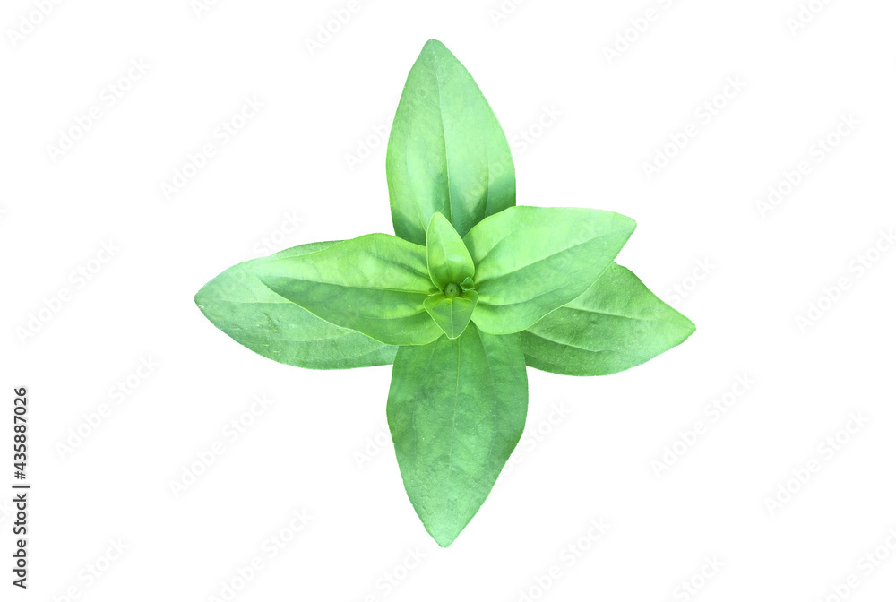 Isolated zinnia plant with clipping paths. Isolated zinnia plant with clipping paths.