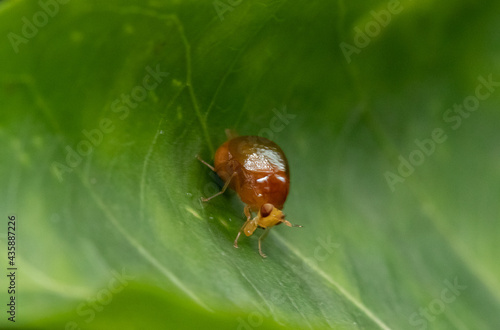 bug on leaf © Maharoof