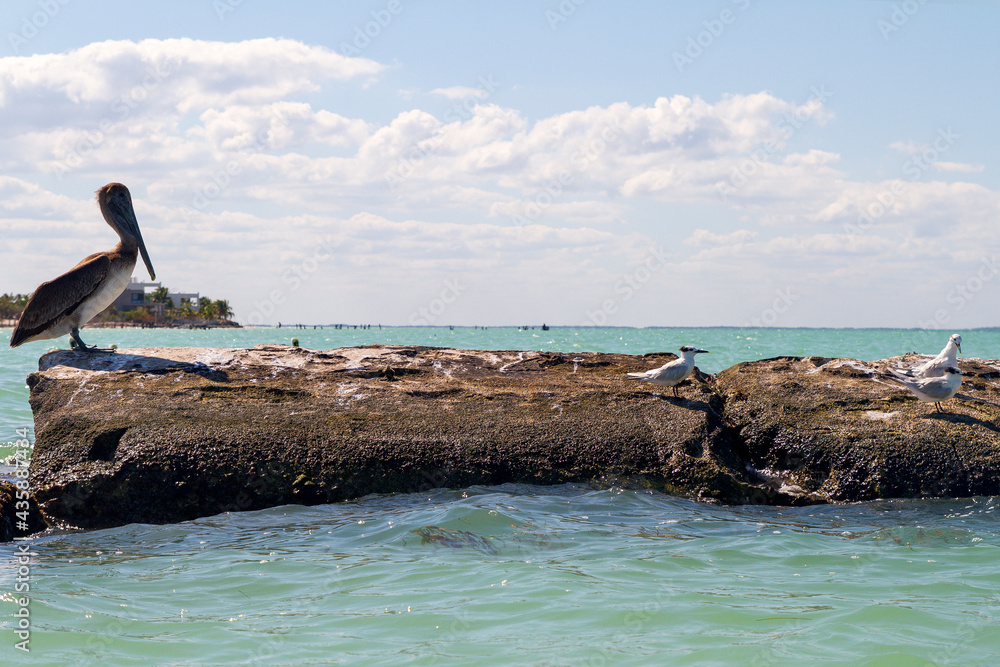Fototapeta premium Pelicano o Pelican y Gaviota o Seagull en la isla de Holbox, estado de Quintana Roo, pais de Mexico