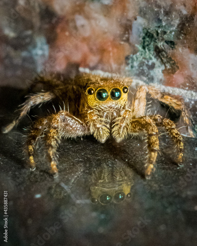 Wallpaper Mural crab spider on a rock Torontodigital.ca