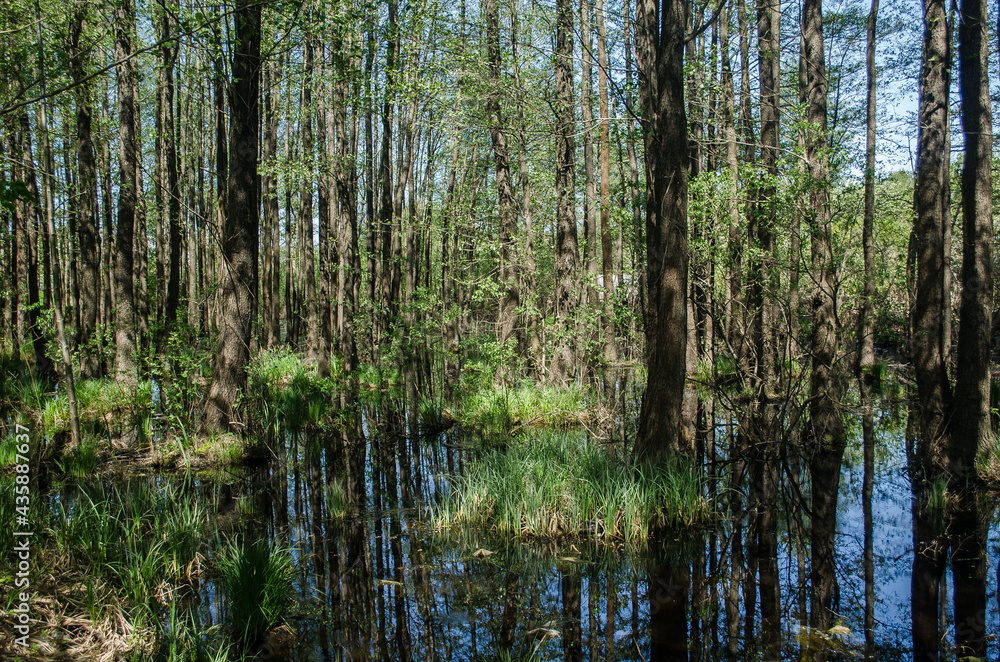 Swampy forest in Liepaja, Latvia.