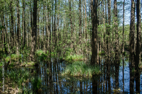 Swampy forest in Liepaja  Latvia.