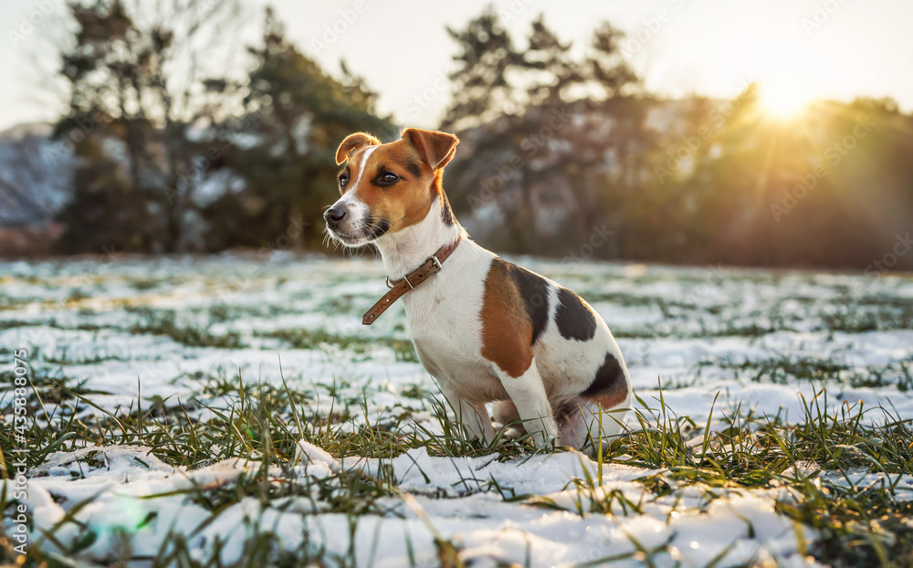 Small Jack Russell terrier stands on green grass meadow with patches of snow during freezing winter day, sun shines over hills behind her