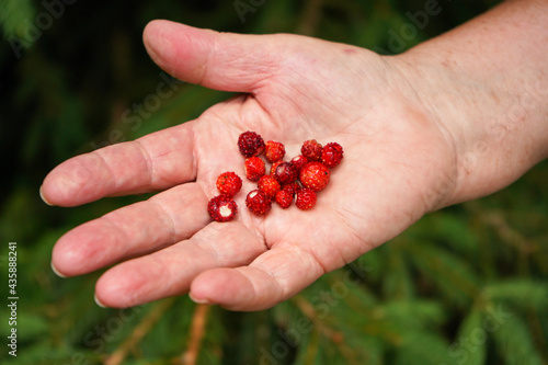 Elderly senior woman hand holding freshly picked small wild forest strawberries in palm, blurred trees background