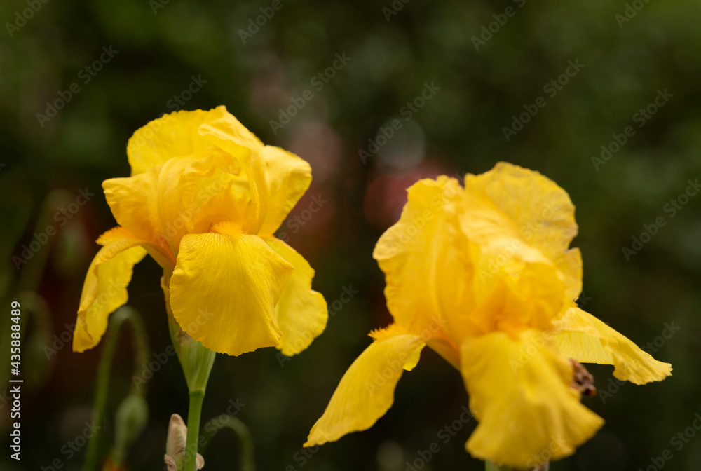 yellow iris flower with beautiful petals on green background, two flowers yellow iris flower with beautiful petals on green background, two flowers