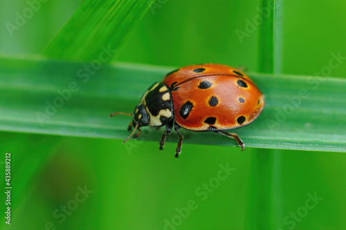 Closeup on the colorful eyed ladybug , Anatis ocellata on green a grass blade photo