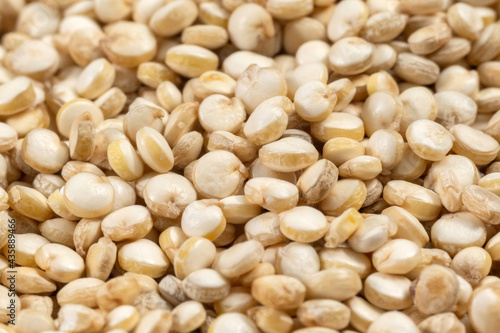 white quinoa seeds close-up macro selective focus. background texture
