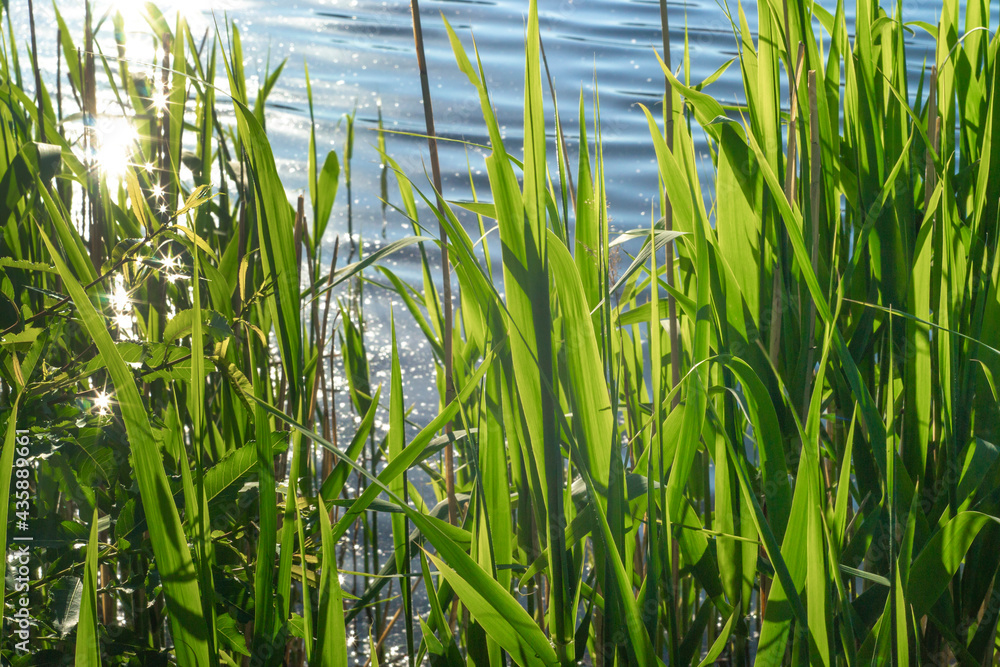 Obraz premium shine of water in the sun through the grass