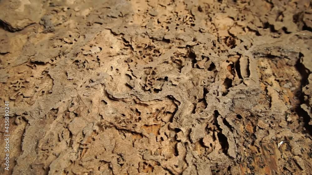 Termite damaged wood floors, Rotten damaged wood is eaten by termites because termites prefer to consume wood. Termite damaged wood floors, Rotten damaged wood is eaten by termites because termites prefer to consume wood.
