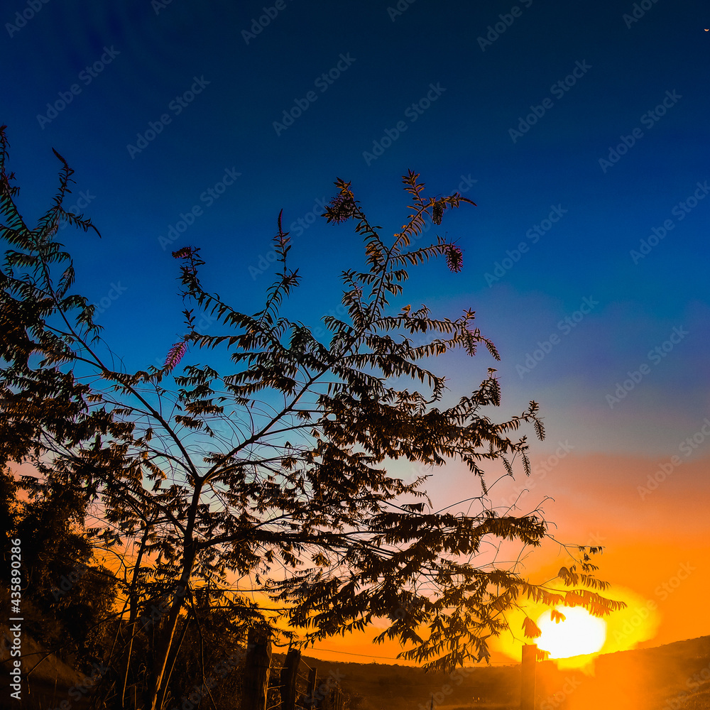 Fototapeta premium sunset in the forest