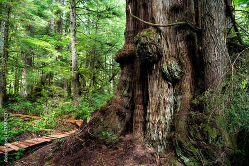 Western Red Cedar at Jurassic Grove near Port Renfrew, Vancouver Island, BC Canada photo