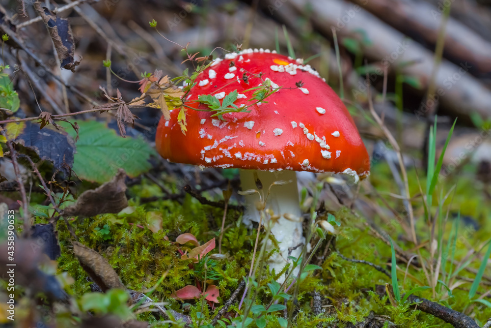 closeup red flyagaric mushroom in green moss, natural forest background closeup red flyagaric mushroom in green moss, natural forest background