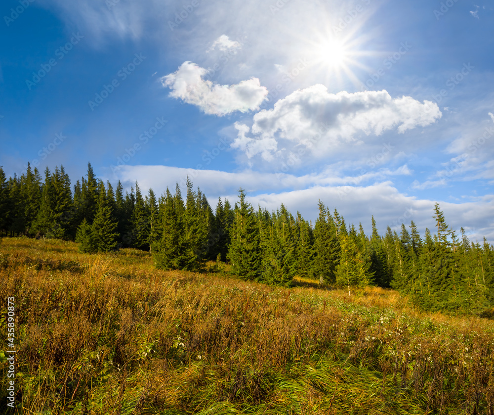 green forest growth on mountain slope green forest growth on mountain slope