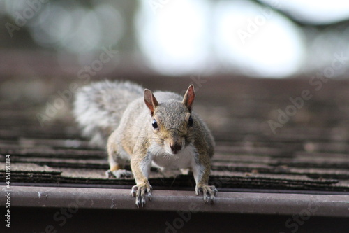 Squirrel looking at the camera