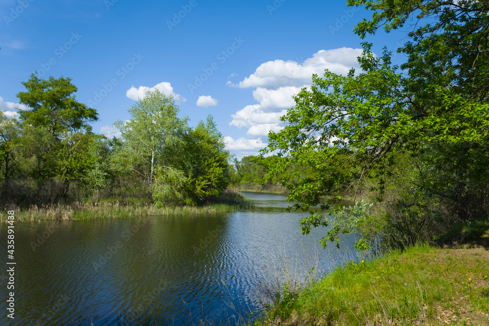 small river with forest on the coast, natural countryside landscape