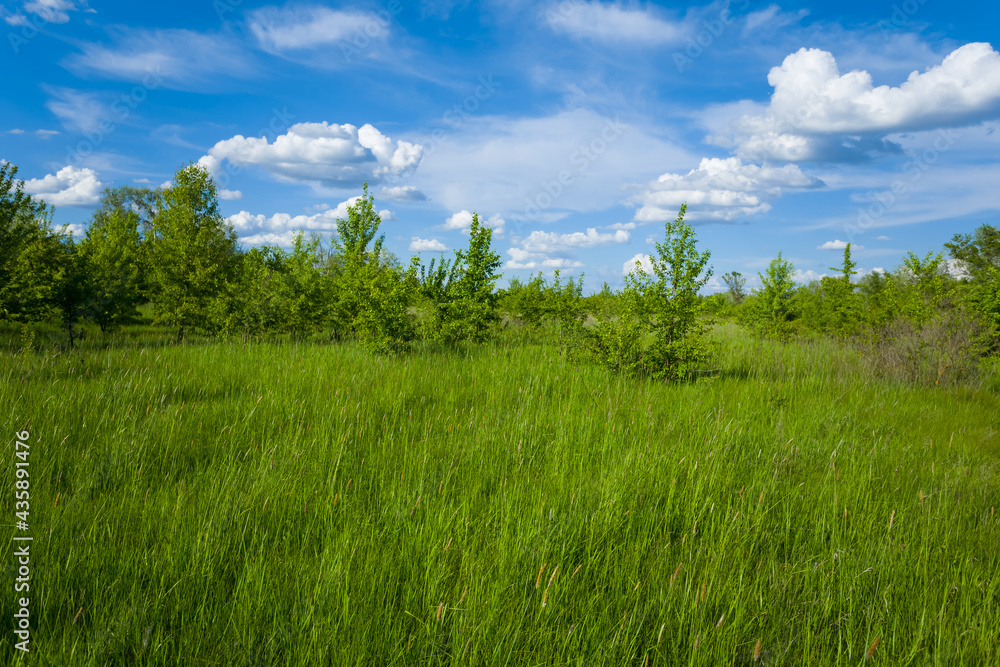 beautiful green forest glade under blue cloudy sky beautiful green forest glade under blue cloudy sky
