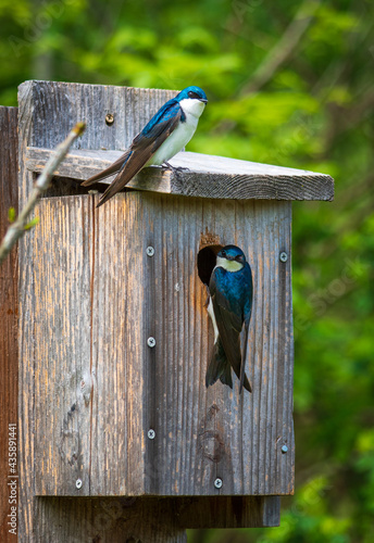 Tree Swallows