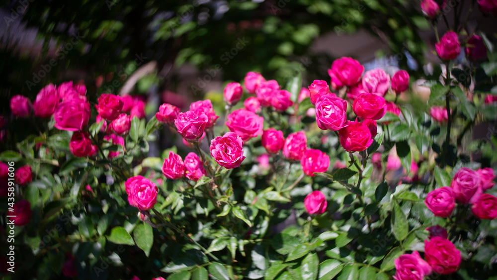 Vigorously flowering reddish-pink tiny roses