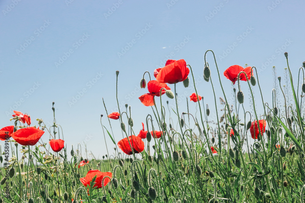 Obraz premium Beautiful poppy field on a sunny summer day.