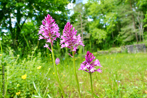 Fotografie Pyramidal Orchid (Anacamptis pyramidalis) growing wild in a meadow