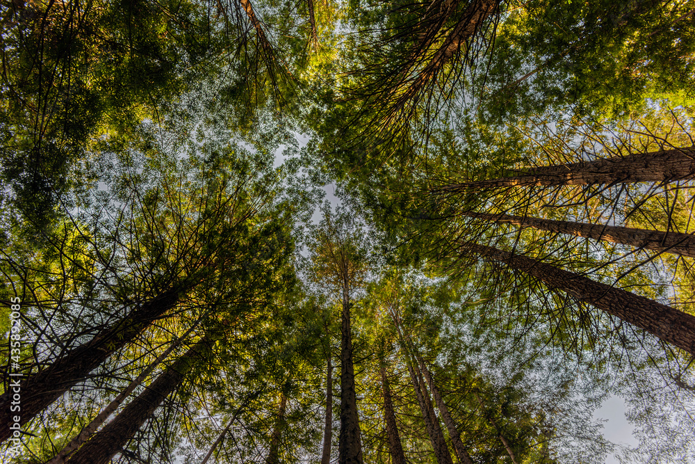 Fototapeta premium Look up