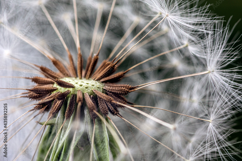 Fototapeta premium Dandelion in Macro