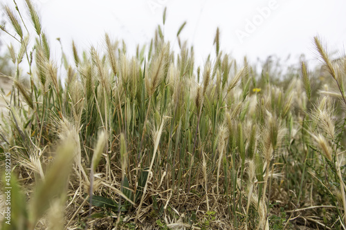 Wheat field in nature