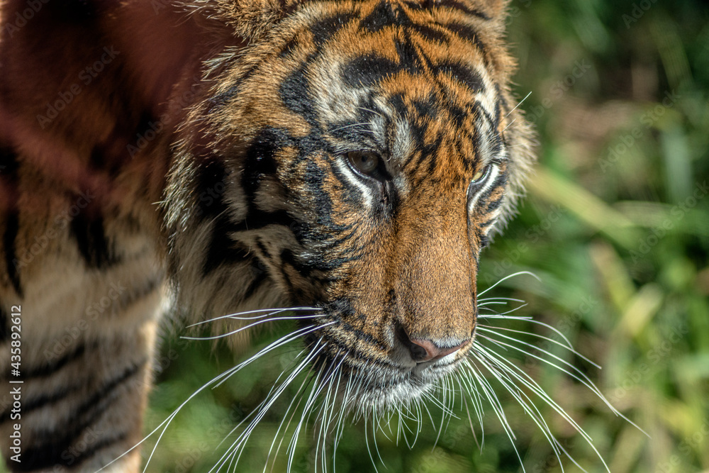 Obraz premium Tiger