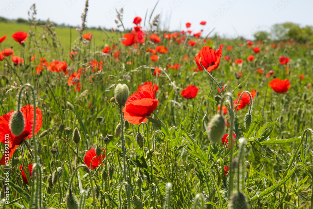 Naklejka premium Beautiful poppy field on a sunny summer day.