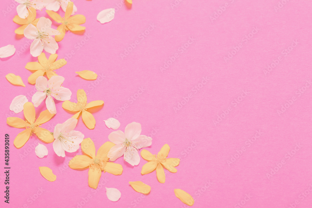 spring white and yellow flowers on pink paper background