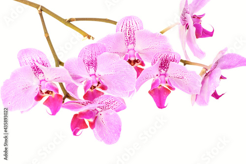 Orchid flower on white isolated background. Floral background template © borislav15