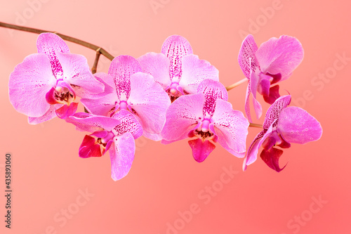 Orchid flower on pink background. Floral background template
