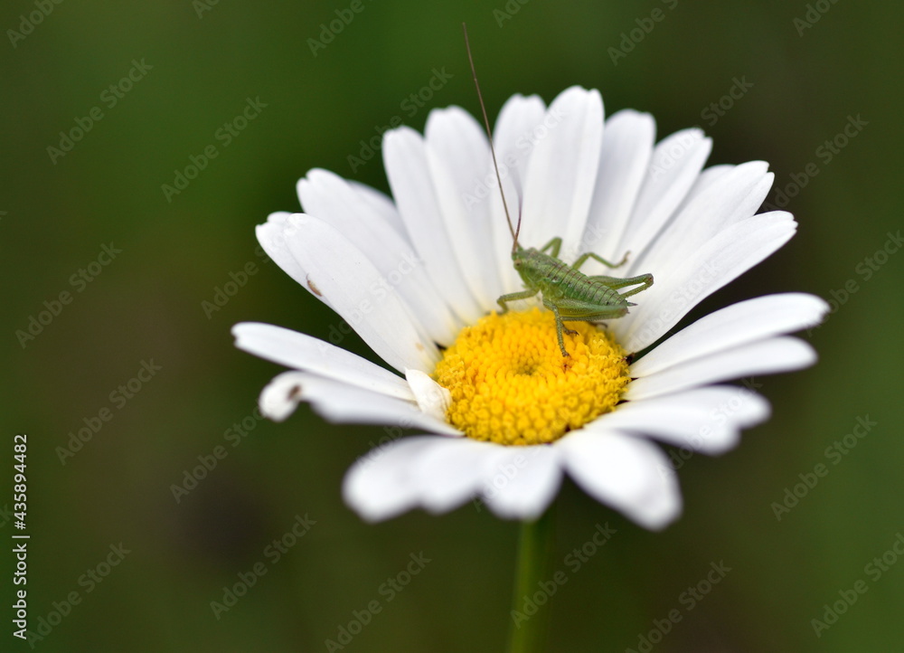 Obraz premium Winziger Graßhüpfer auf einer Margerite
