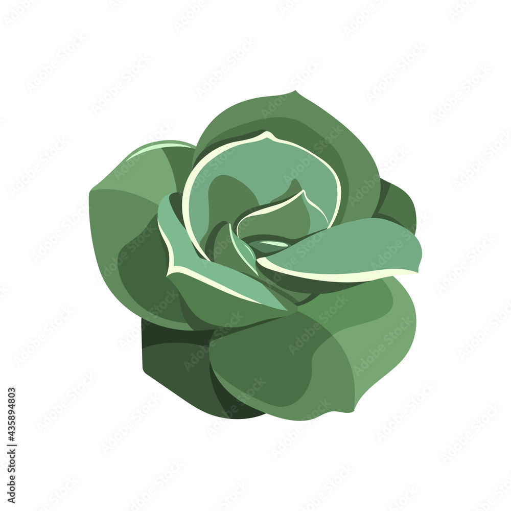 Obraz premium Succulent Lovely Rose, house plant. Draw room flower colorful in cartoon style. Logo and icon for print and design. Vector illustration, isolated blue element on white background.