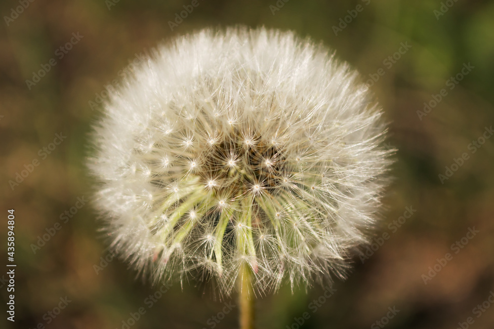 Macro Photo Nature plant fluffy dandelion. Blooming white dandelion flower on the background of plants and grass. Macro Photo Nature plant fluffy dandelion. Blooming white dandelion flower on the background of plants and grass.