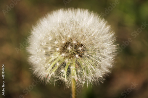 Macro Photo Nature plant fluffy dandelion. Blooming white dandelion flower on the background of plants and grass.