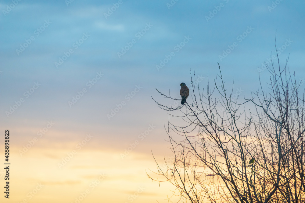 bird over the lake in the sunset sky bird over the lake in the sunset sky