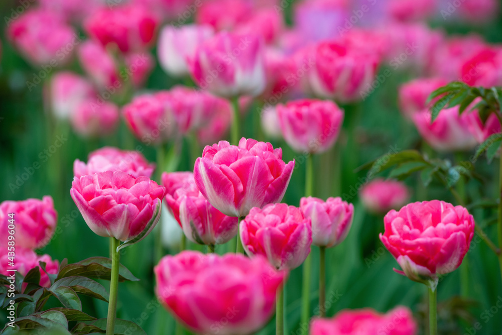 blooming tulips in the park blooming tulips in the park