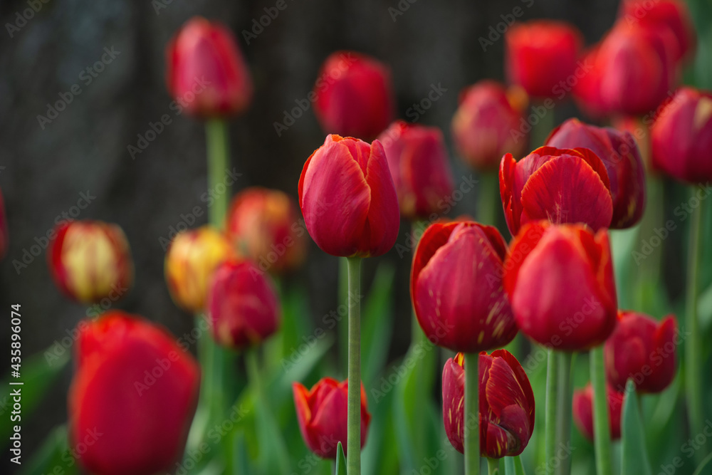 Fototapeta premium blooming tulips in the park